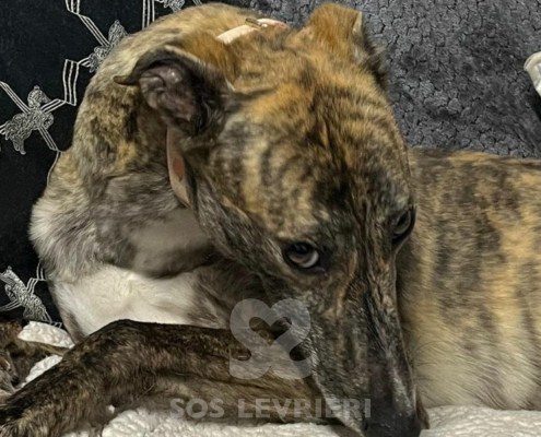 Wilma Greyhound