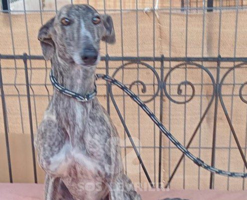 Cacharel Galgo