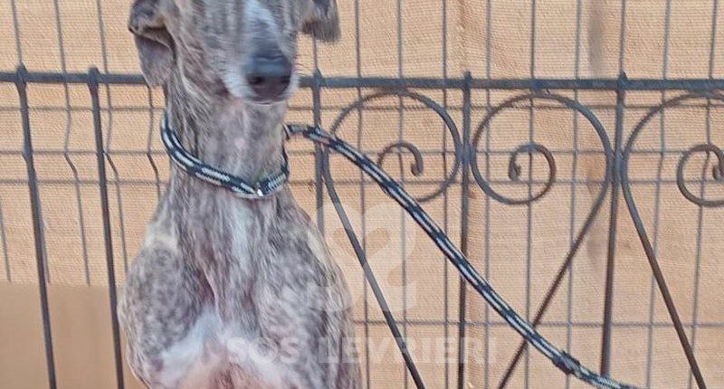 Cacharel Galgo