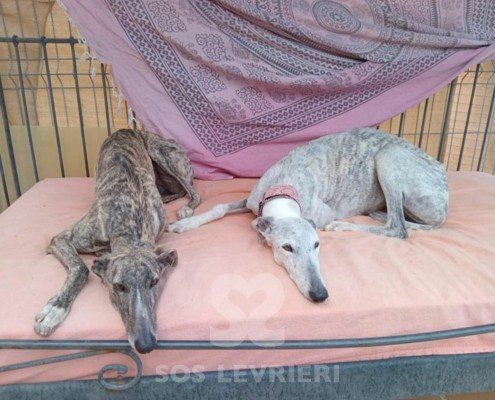 Cacharel Galgo