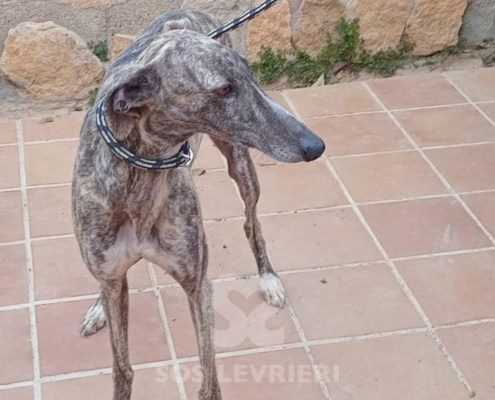 Cacharel Galgo