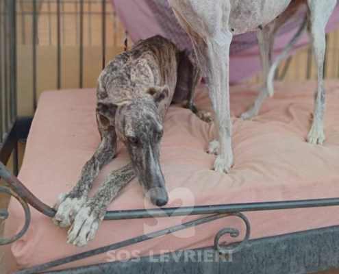 Cacharel Galgo