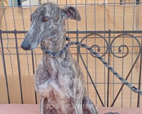 Cacharel Galgo