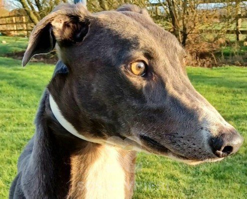 Eos Greyhound