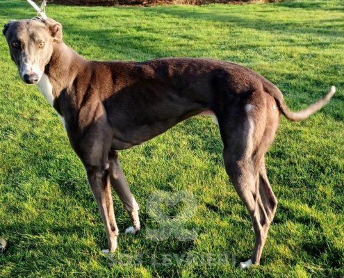 Eos Greyhound