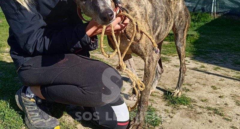 Eros 3 Galgo