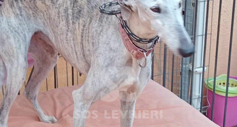 Givenchy Galgo