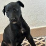 Horus Galgo