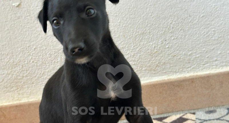 Horus Galgo