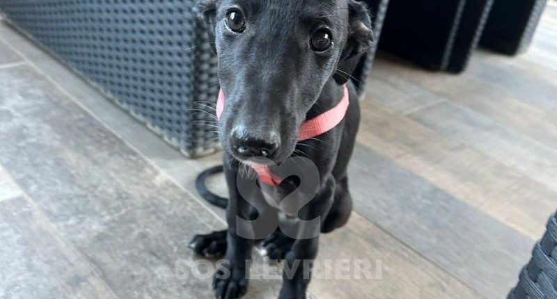 Iside Galgo