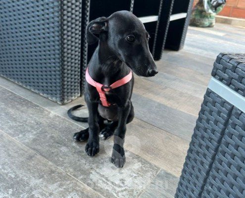 Iside Galgo
