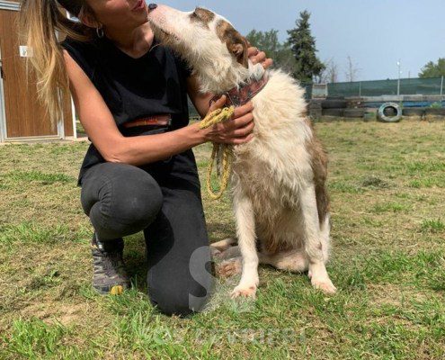 Kenai Podenco