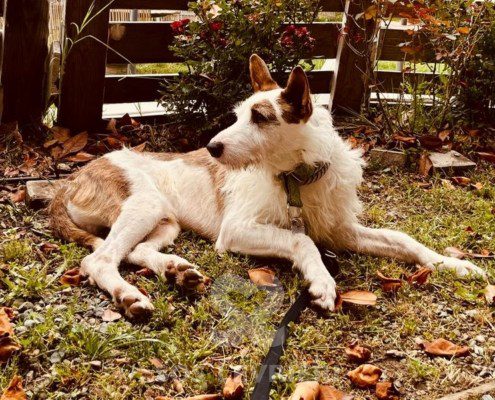 Kenai Podenco