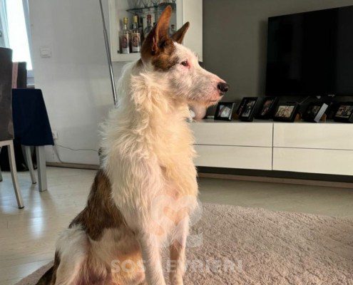 Kenai Podenco