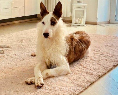 Kenai Podenco