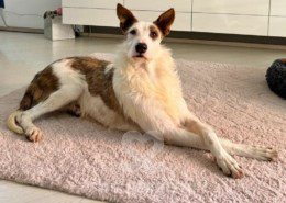 Kenai Podenco