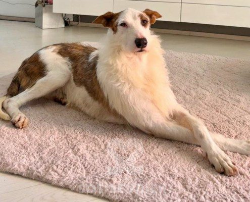 Kenai Podenco