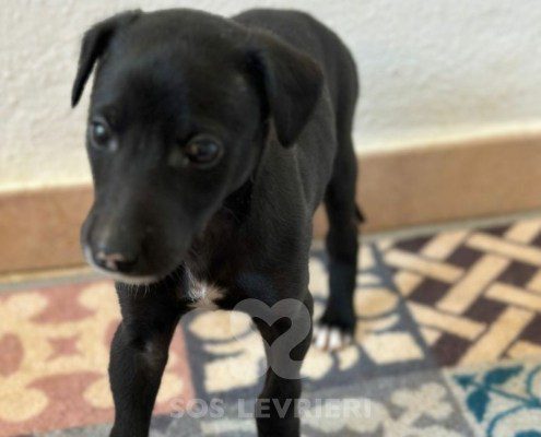 Osiris Galgo