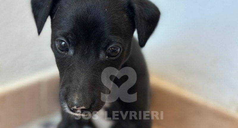 Osiris Galgo