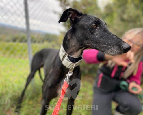 Rafael-galgo