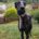 Sombra Galgo