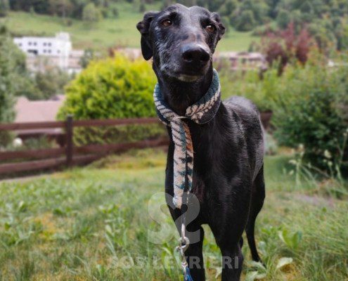 Sombra Galgo
