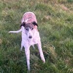 Tchaika Greyhound