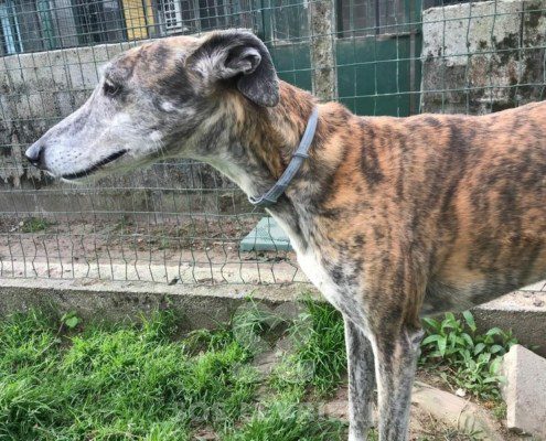 Layser 3 Galgo
