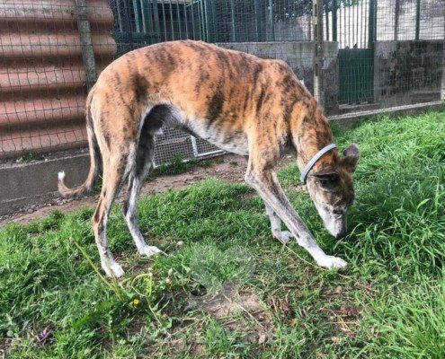 Layser 3 Galgo