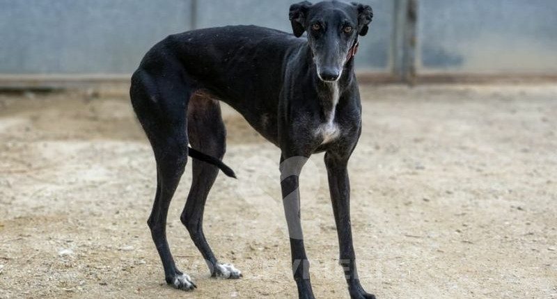 Loulou Galgo