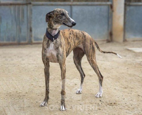 Prada Galgo