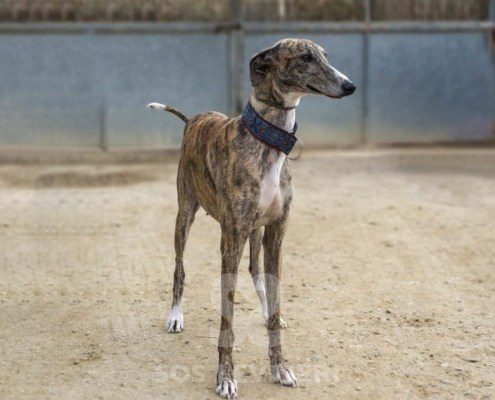 Prada Galgo