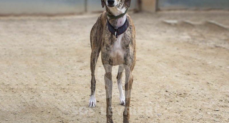 Prada Galgo
