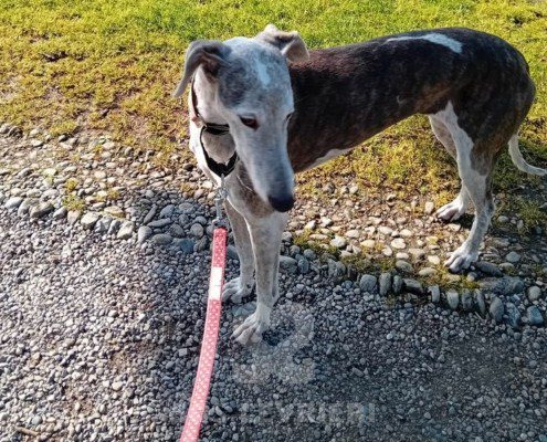 Tabita Galgo