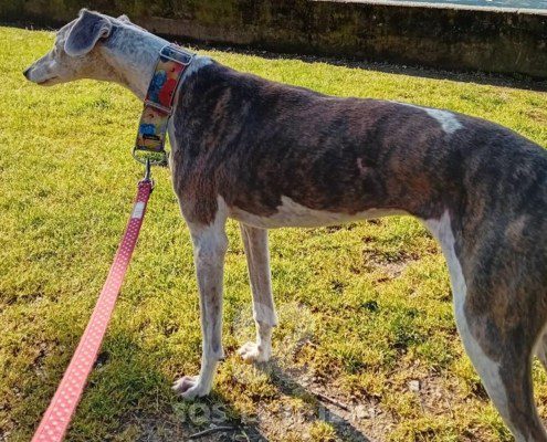 Tabita Galgo