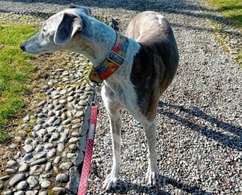 Tabita Galgo