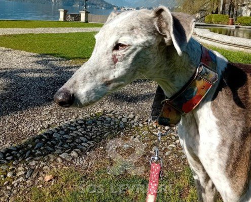 Tabita Galgo