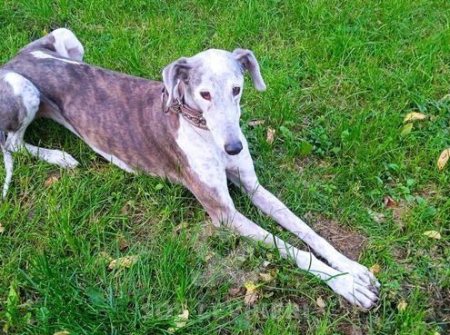 Tabita Galgo