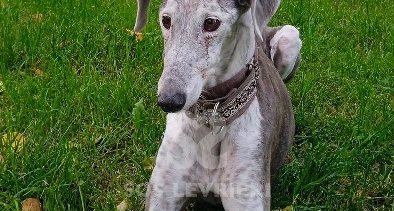 Tabita Galgo