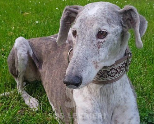 Tabita Galgo
