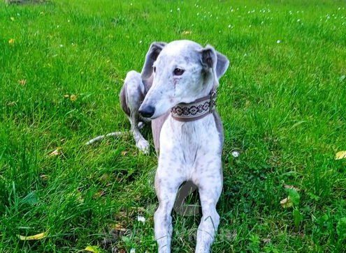 Tabita Galgo