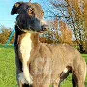 Arrivo Greyhound SOS Levrieri sabato 4 Maggio 2024