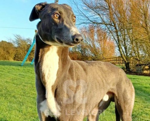Arrivo Greyhound SOS Levrieri sabato 4 Maggio 2024
