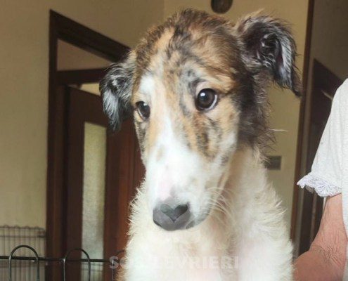 Alexandra Borzoi