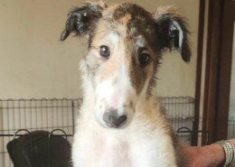 Alexandra Borzoi