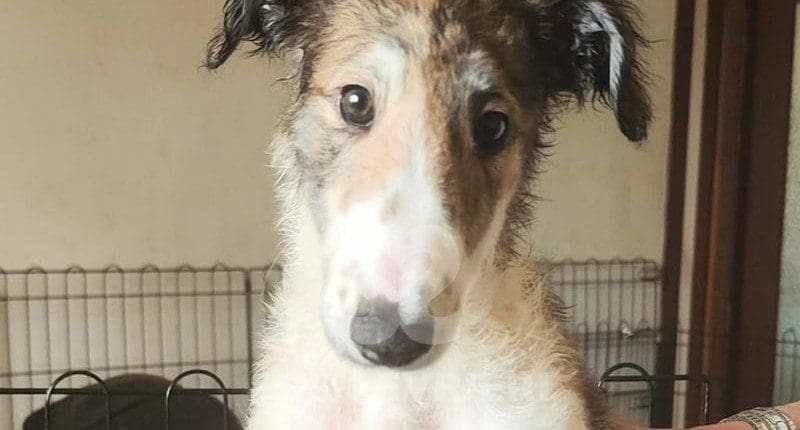 Alexandra Borzoi