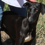 Julian Galgo