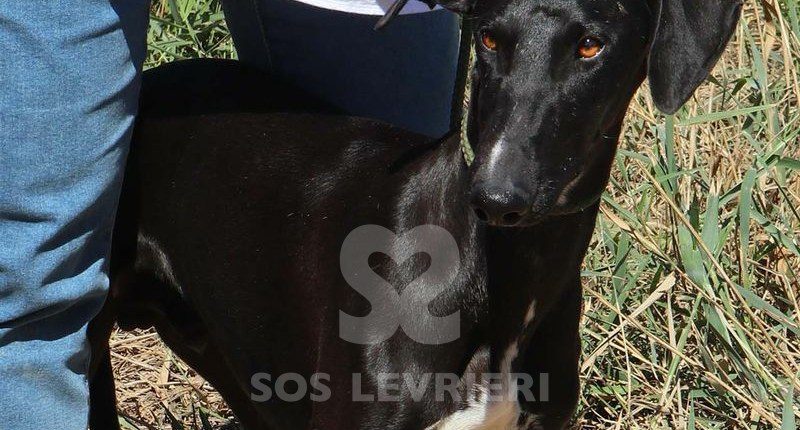 Julian Galgo