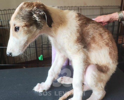 Liliya Borzoi