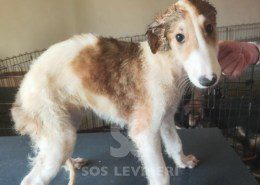 Liliya Borzoi